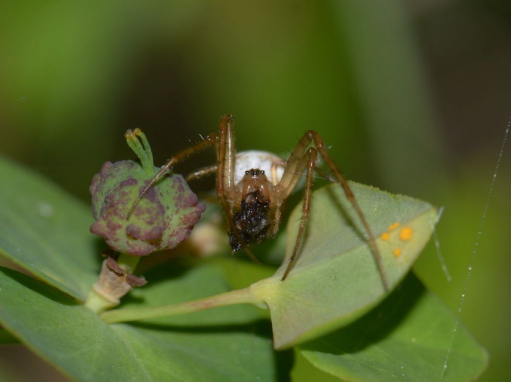 Metellina sp. (Tetragnathidae) ? S! - Grosseto